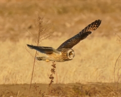 コミミズクの舞③