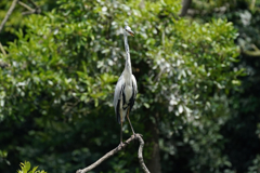 笑顔のアオサギ