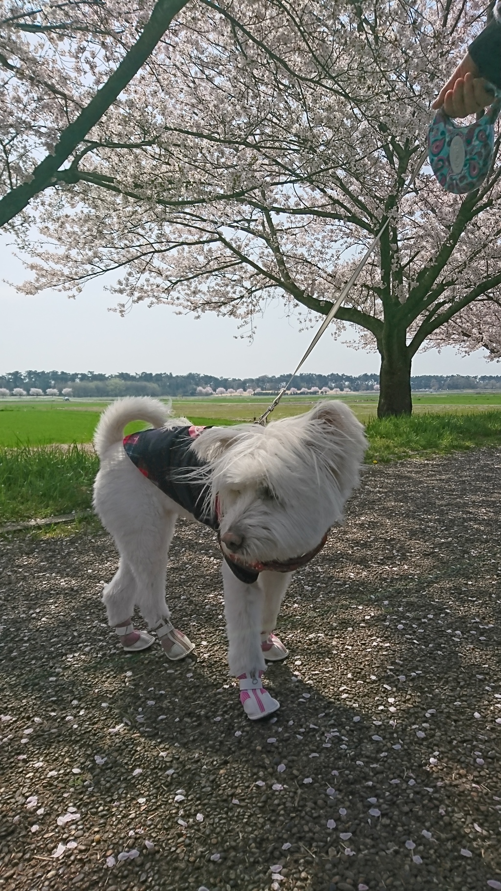 近年希に見る最高のお花見