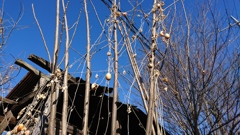 寒風吹き荒ぶ朝