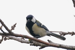 こちらを見るシジュウカラ