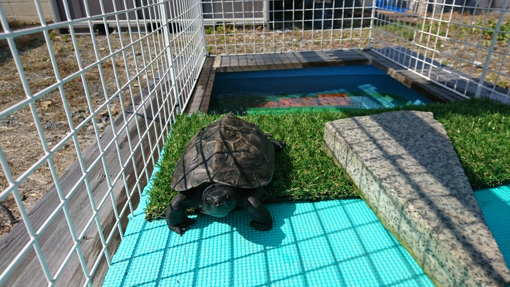 夏だ、プールだ！