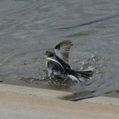 多摩湖にて③