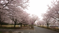 花曇り④