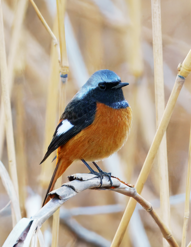 夕暮れ時のジョウビタキ