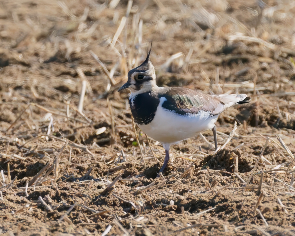 一年ぶりのタゲリ④