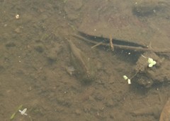 カブトエビ