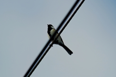 電線にシジュウカラ