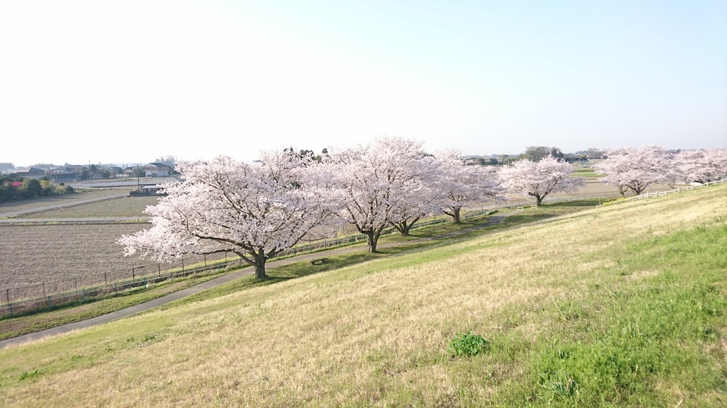 堤防から見下ろす桜並木