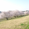 堤防から見下ろす桜並木