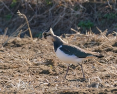 一年ぶりのタゲリ②