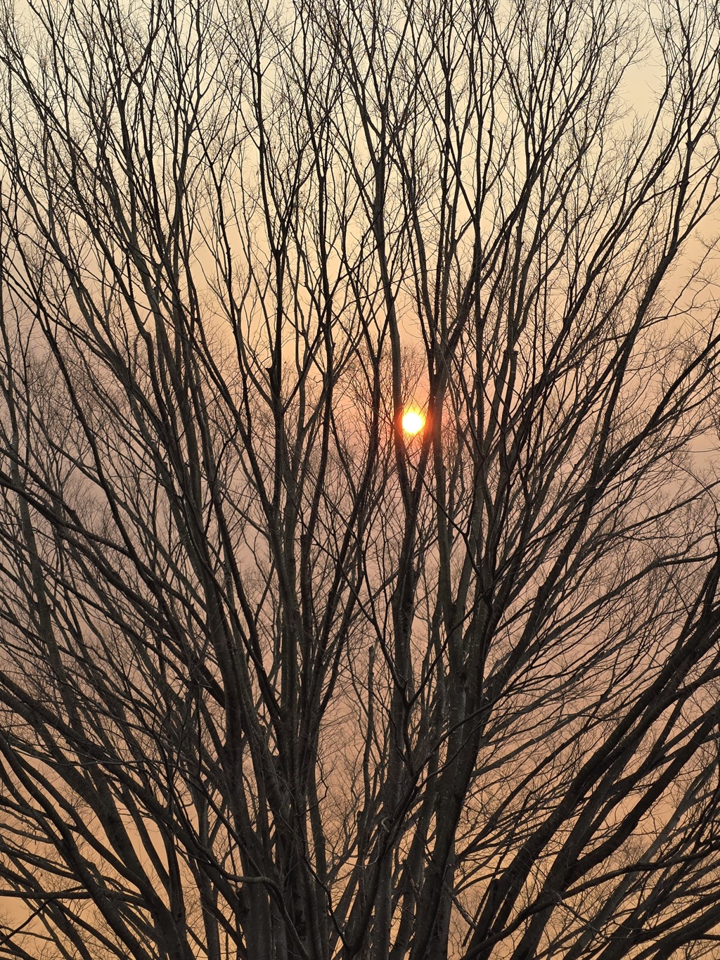 夕陽みたい