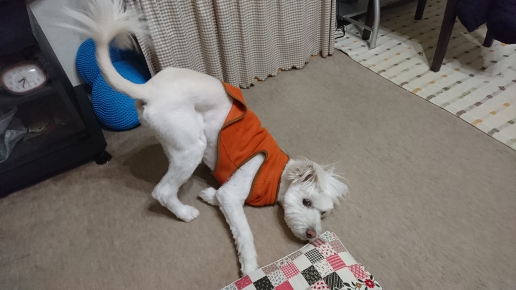 お父ちゃんが帰宅した時