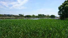 茂林寺沼