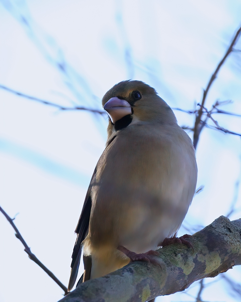 いつもの木にシメ②