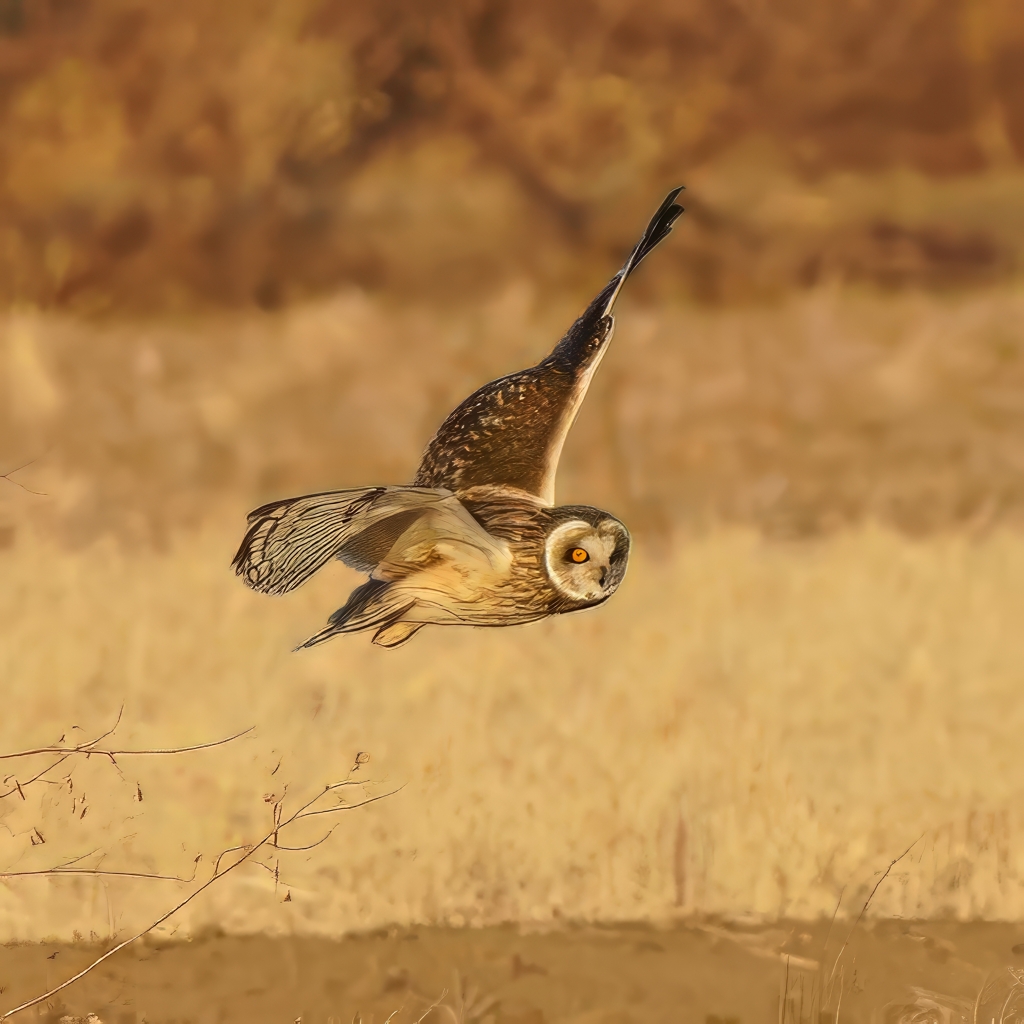 コミミズクの舞①
