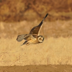 コミミズクの舞①