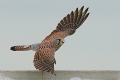 チョウゲンボウの飛び出し チョウゲンボウの飛び出し