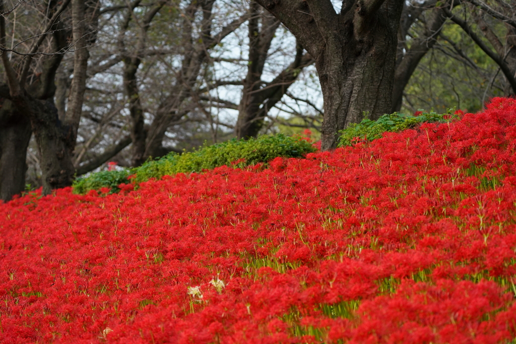 深紅の土手②