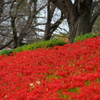 深紅の土手②