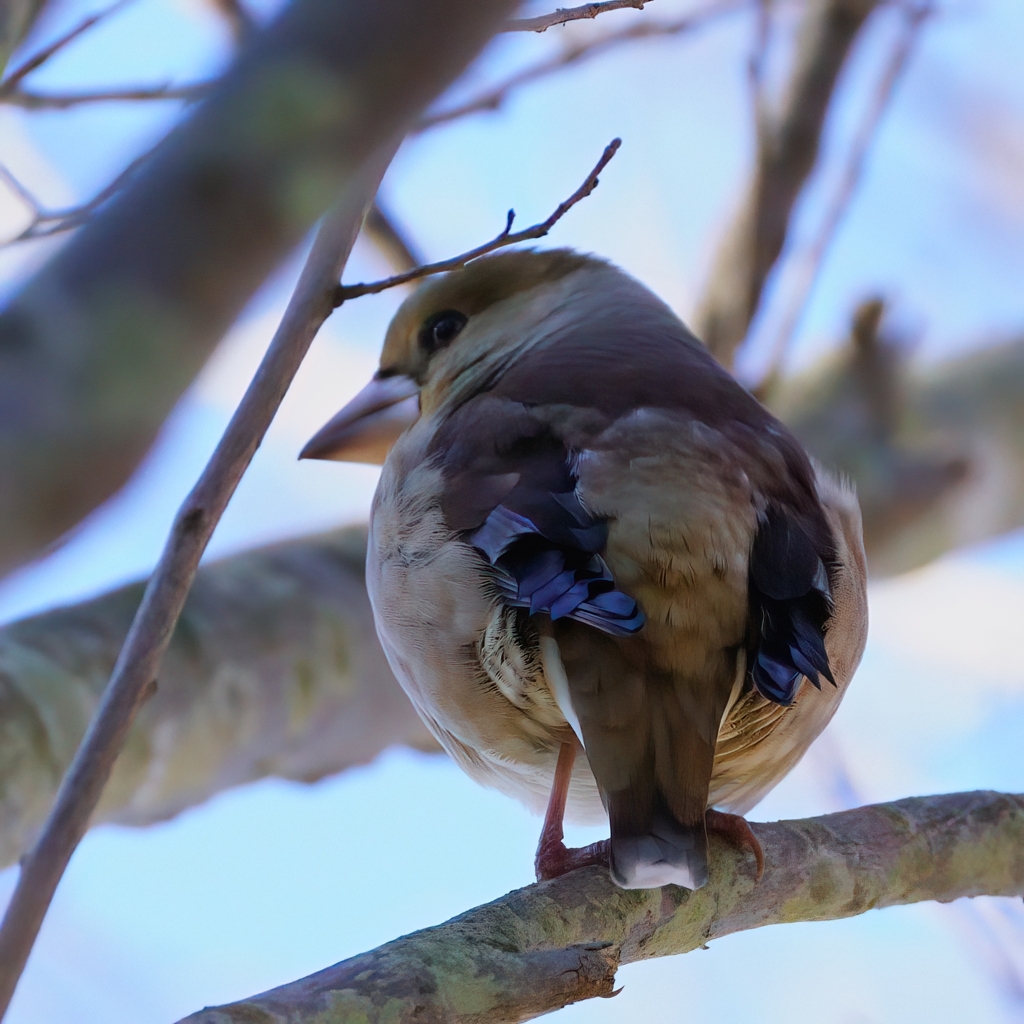 いつもの木にシメ①