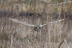 正面からの飛翔