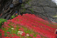 深紅の土手③