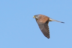 チョウゲンボウ♂の飛翔①