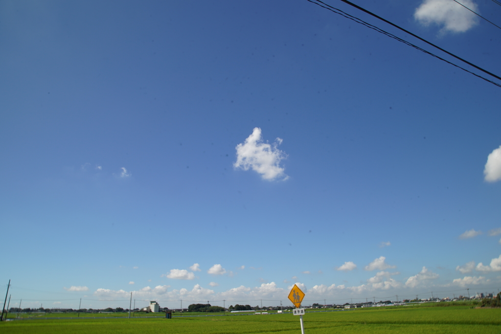 コロナよりショック