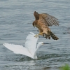 若鳥の経験①