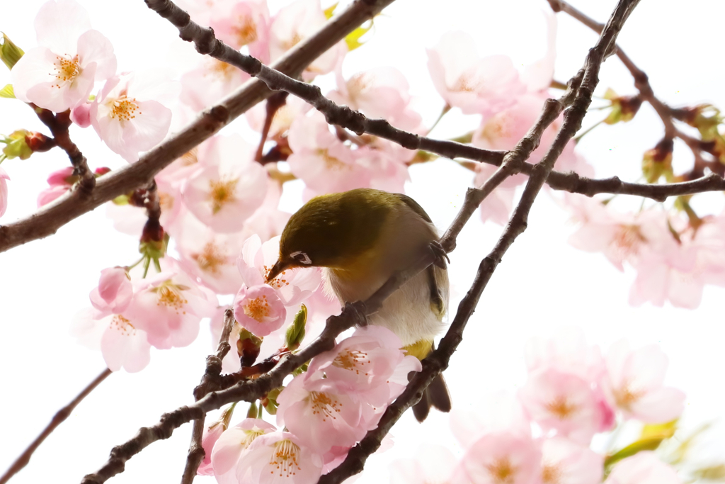 ご近所メジロ祭り②