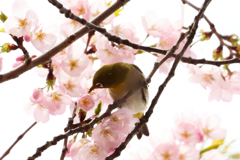 ご近所メジロ祭り②