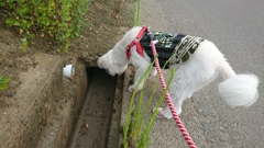 にゃんこが気になります