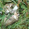 猫溜まり