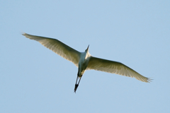 サギと一緒に帰りましょ