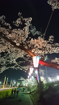 夜桜