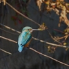 久しぶりのカワセミ③