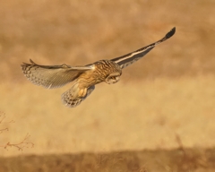 コミミズクの舞⑧