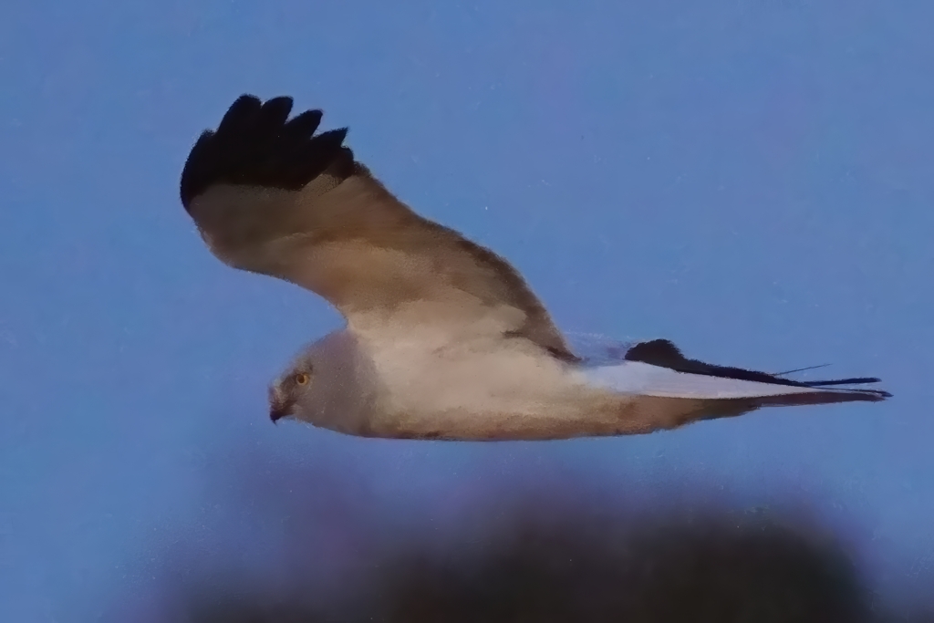 ハイイロチュウヒの塒入り
