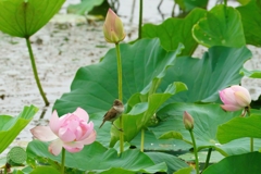 蓮とオオヨシキリ②