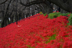 深紅の土手④