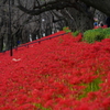 深紅の土手④