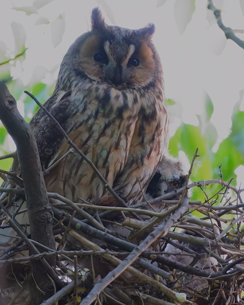 トラフズクの親子