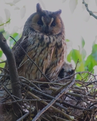 トラフズクの親子