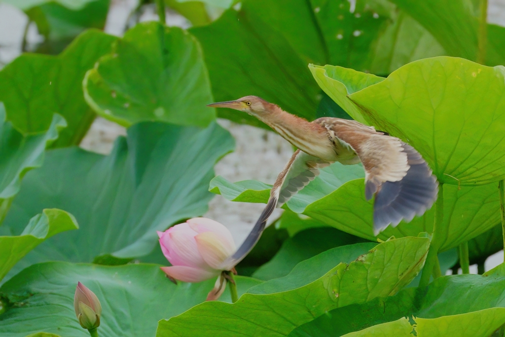 ヨシゴイの飛翔②