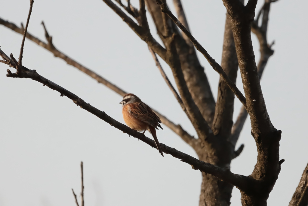 たぶんホオジロ