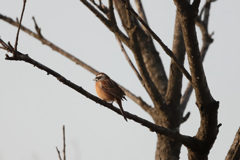 たぶんホオジロ