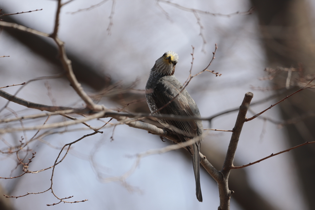 愛すべきヒヨドリさん
