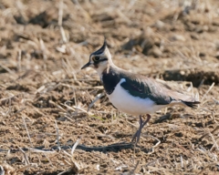 一年ぶりのタゲリ⑤