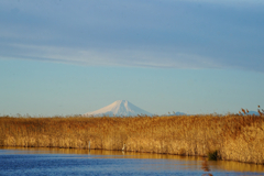 沼と枯野と富士山